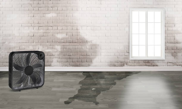 Best 24/7 water damage repair  in Parole, MD